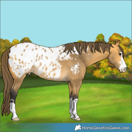 Horse Color:Buckskin Blanket 