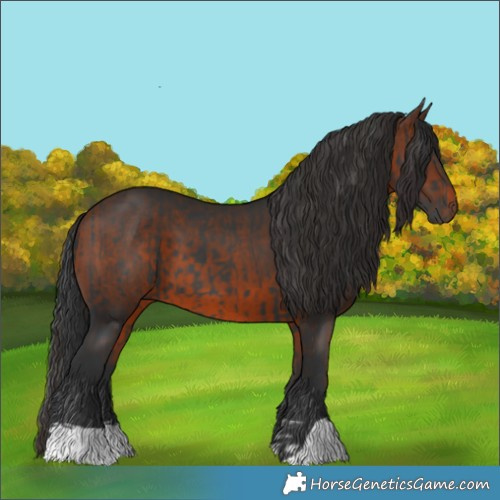 Horse Color:Black  and Brown 