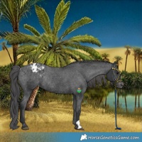 Horse Color:Black Appaloosa Rabicano