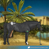 Horse Color:Black Varnish Rabicano