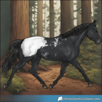 Horse Color:Black Snowcap