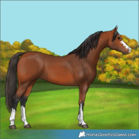 Horse Color:Bay 