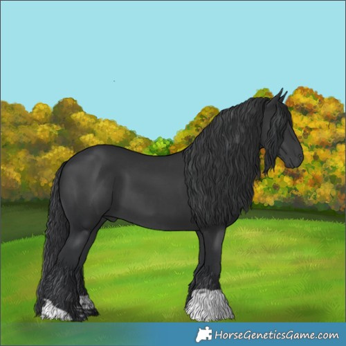 Horse Color:Black and Black