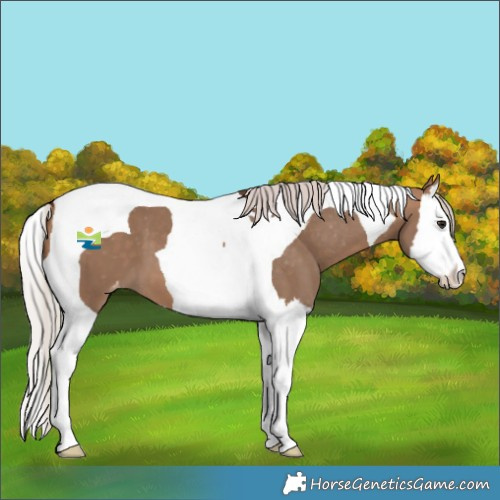 Horse Color:Silver Brown Dun Splash Tobiano Appaloosa