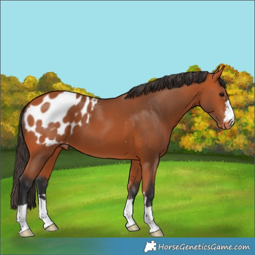 Horse Color:Bay Blanket 
