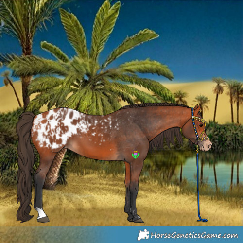 Horse Color:Bay Blanket and Bay Blanket