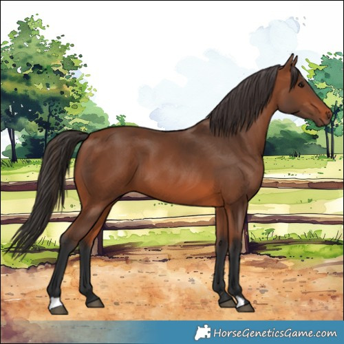 Horse Color:Bay 
