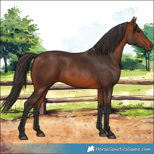 Horse Color:Bay 