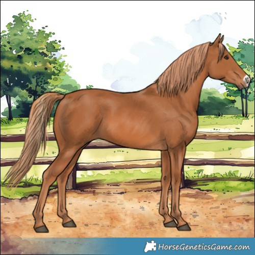 Horse Color:Chestnut Frame 