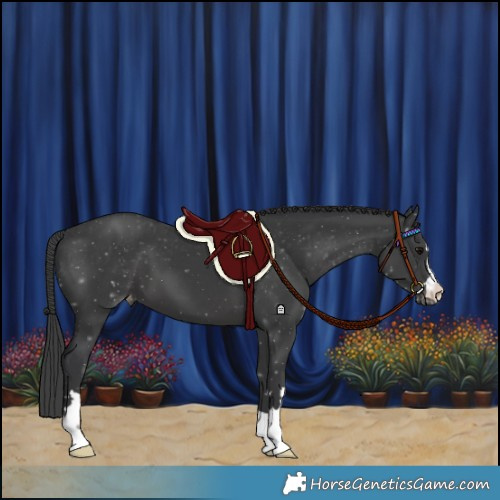 Horse Color:Black Appaloosa