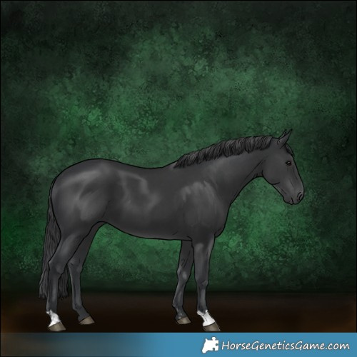 Horse Color:Black  and Black 