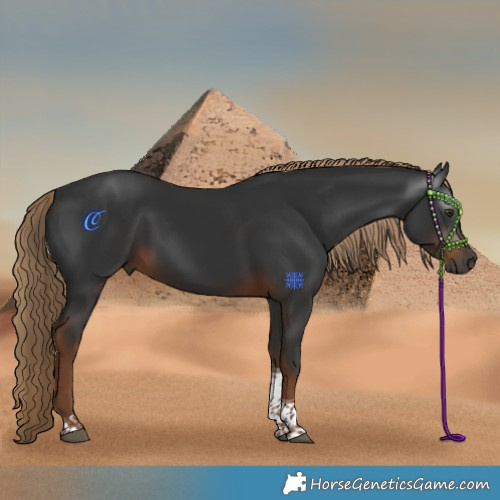 Horse Color:Gray Liver Chestnut Tobiano 