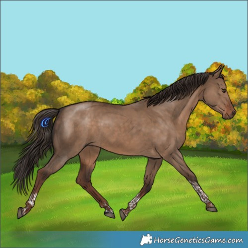 Horse Color:Liver Red Dun Tobiano