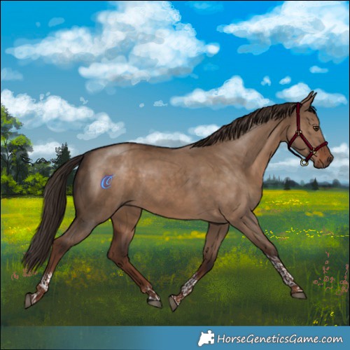 Horse Color:Liver Red Dun Tobiano