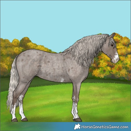Horse Color:Unknown 