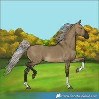 Horse Color:Gray Silver Buckskin Dun Tobiano 