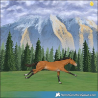 Horse Color:Buckskin Splash 