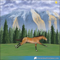 Horse Color:Buckskin Splash