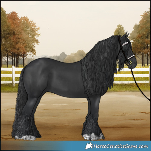 Horse Color:Black  and Black 