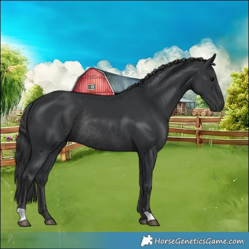 Horse Color:Black Rabicano 