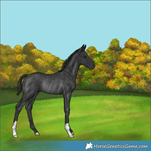 Horse Color:Black Rabicano 