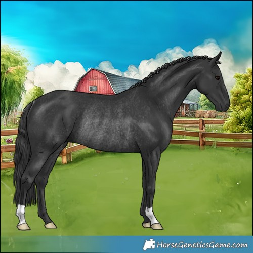 Horse Color:Black Rabicano 