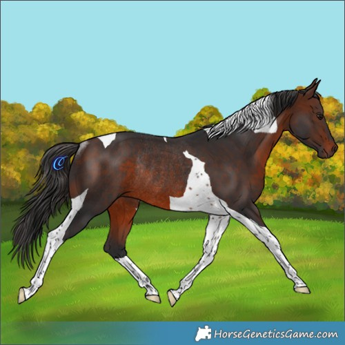 Horse Color:Brown Tobiano Rabicano 