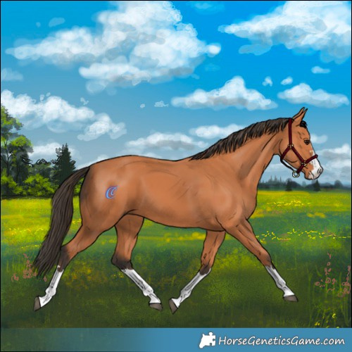 Horse Color:Bay 