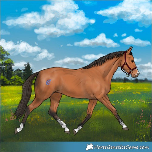 Horse Color:Bay 