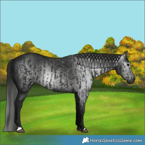 Horse Color:Black  and Gray Black 