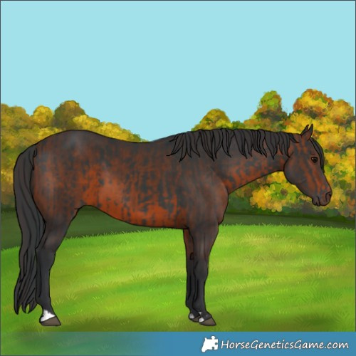 Horse Color:Black  and Brown 