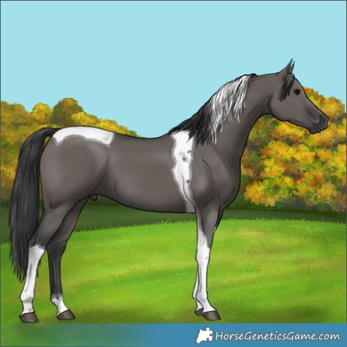 Horse Color:Grullo Tobiano