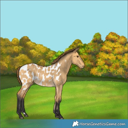 Horse Color:Buckskin Dun Blanket 