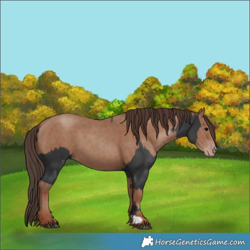 Horse Color:Black  and Classic Champagne 