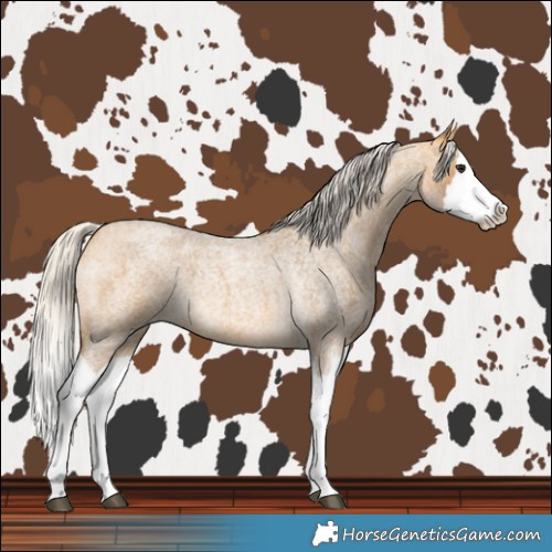 Horse Color:Silver Buckskin Roan Splash 