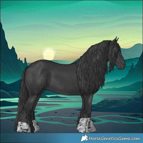 Horse Color:Black  and Black 