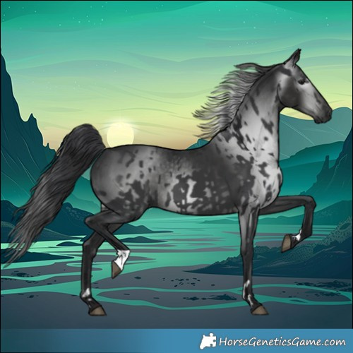 Horse Color:Black and Gray Black
