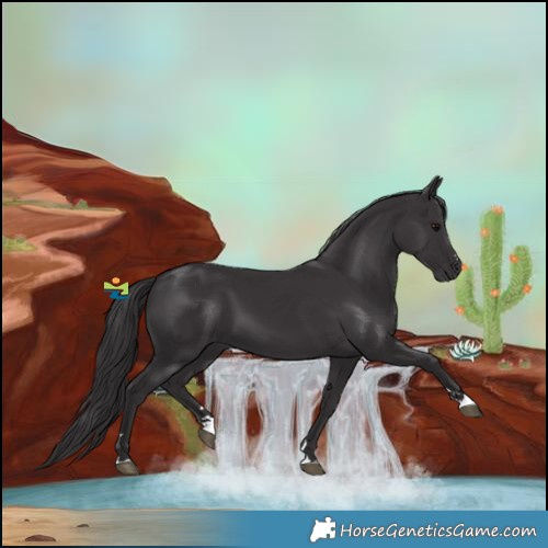 Horse Color:Smoky Black 
