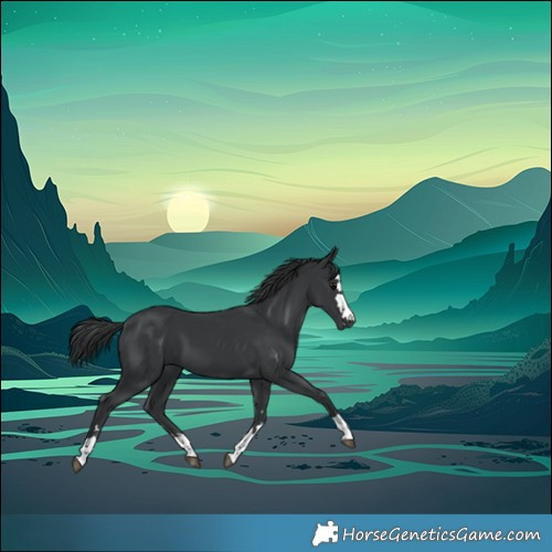 Horse Color:Black 