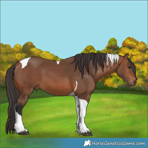 Horse Color:Bay Tobiano 