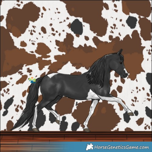 Horse Color:Black Tobiano 