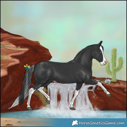 Horse Color:Black Splash