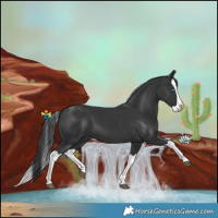 Horse Color:Black Splash 