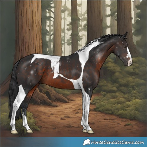 Horse Color:Brown Tobiano