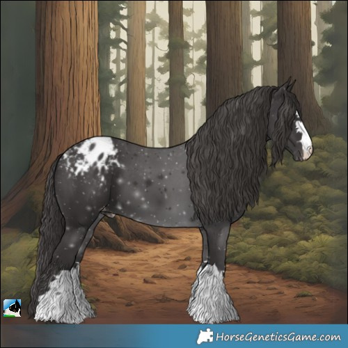 Horse Color:Smoky Black Appaloosa