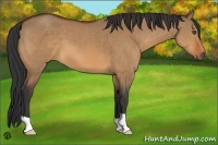 Horse Color:Bay Dun