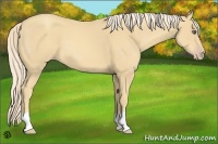 Horse Color:Gold Cream Champagne 