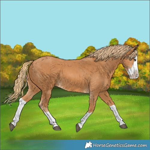 Horse Color:Chestnut Splash 