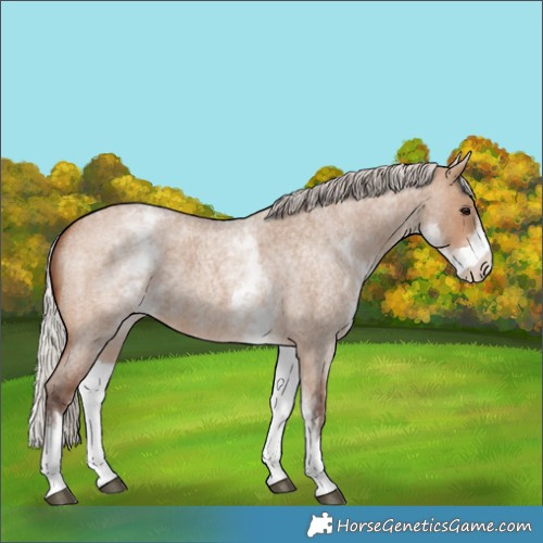 Horse Color:White Spotted Silver Brown Roan Dun 