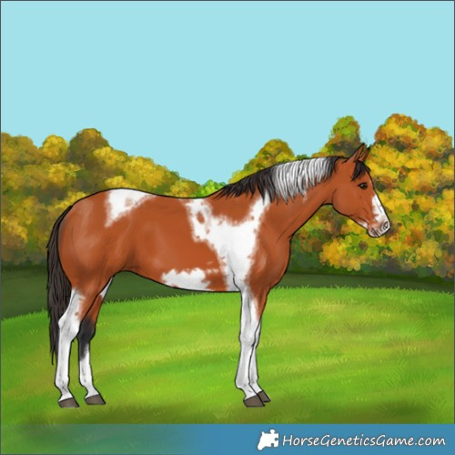 Horse Color:Bay Tobiano Frame 